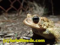 /home//u458753944/public_html/sourcegallery//Roxborough Toad Detour/2013-2019/2017/P4110690.JPG